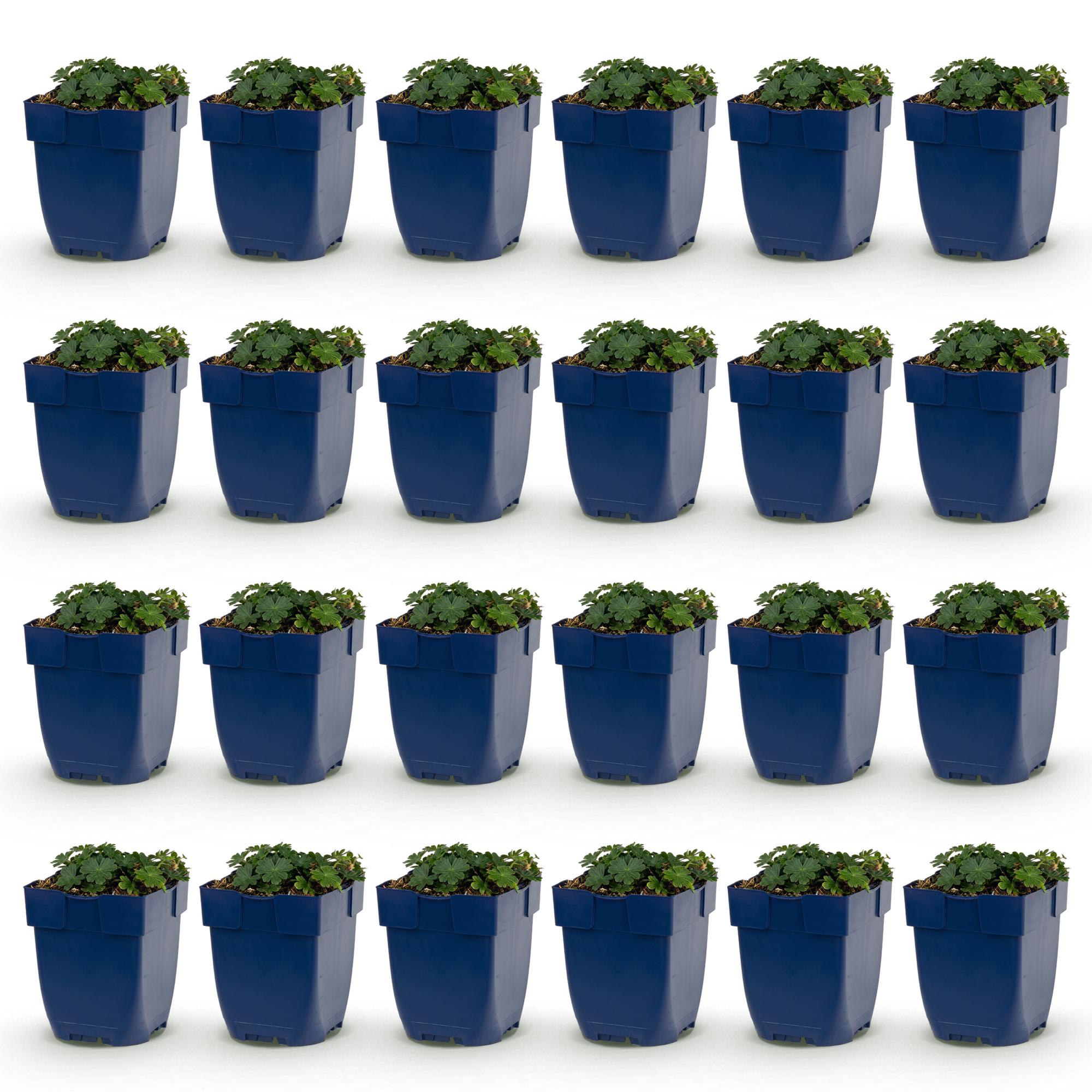 Vasteplant - Geranium sang. Max Frei - Ooievaarsbek - Bodembedekkend - Roze - 24 Planten - Pot 11cm - Hoogte 15-25cm