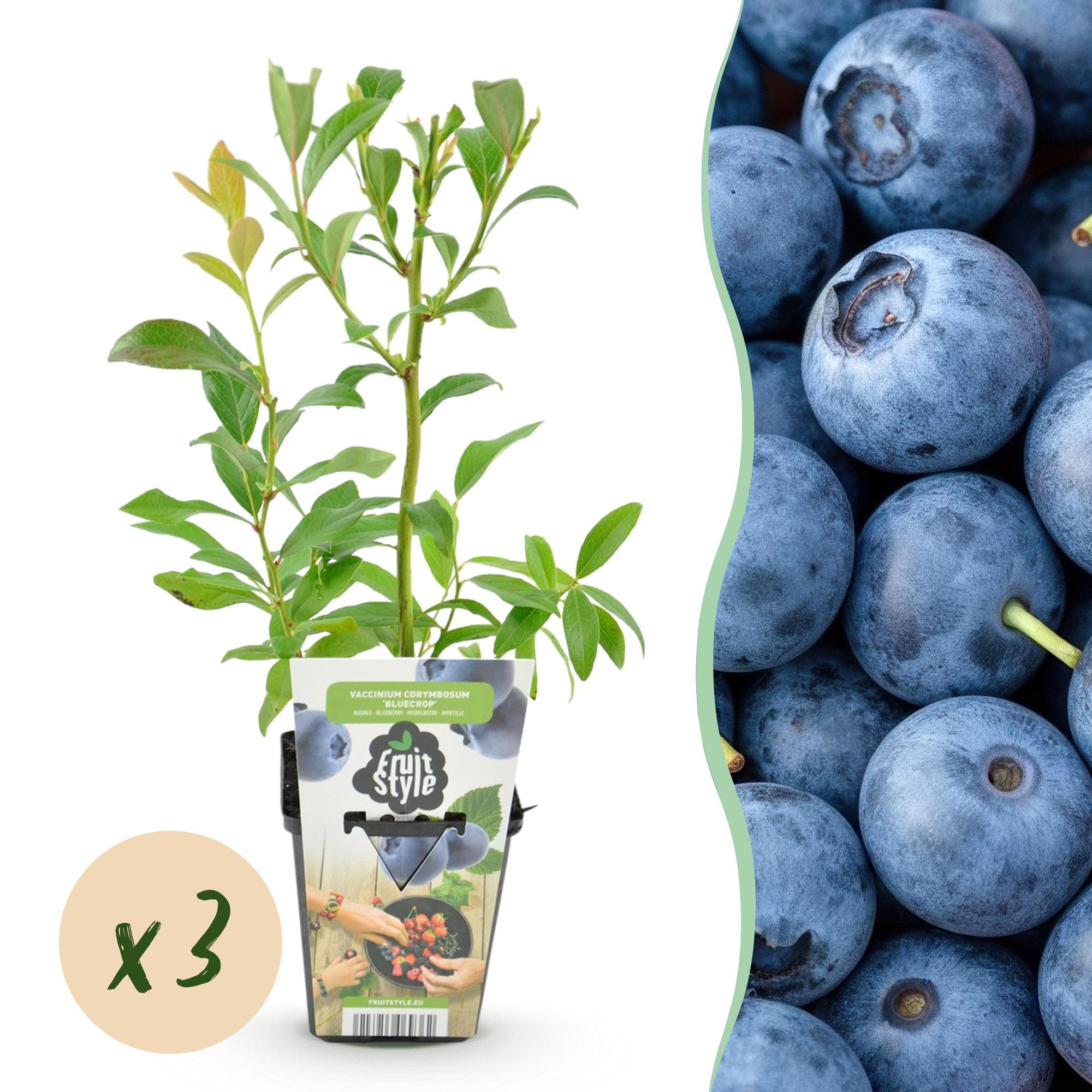 Fruitplanten - Blauwe Bes - Vaccinium corymbossum Bluegold - Winterhard - 3 Planten - Pot 9 cm - Blauwe Bes