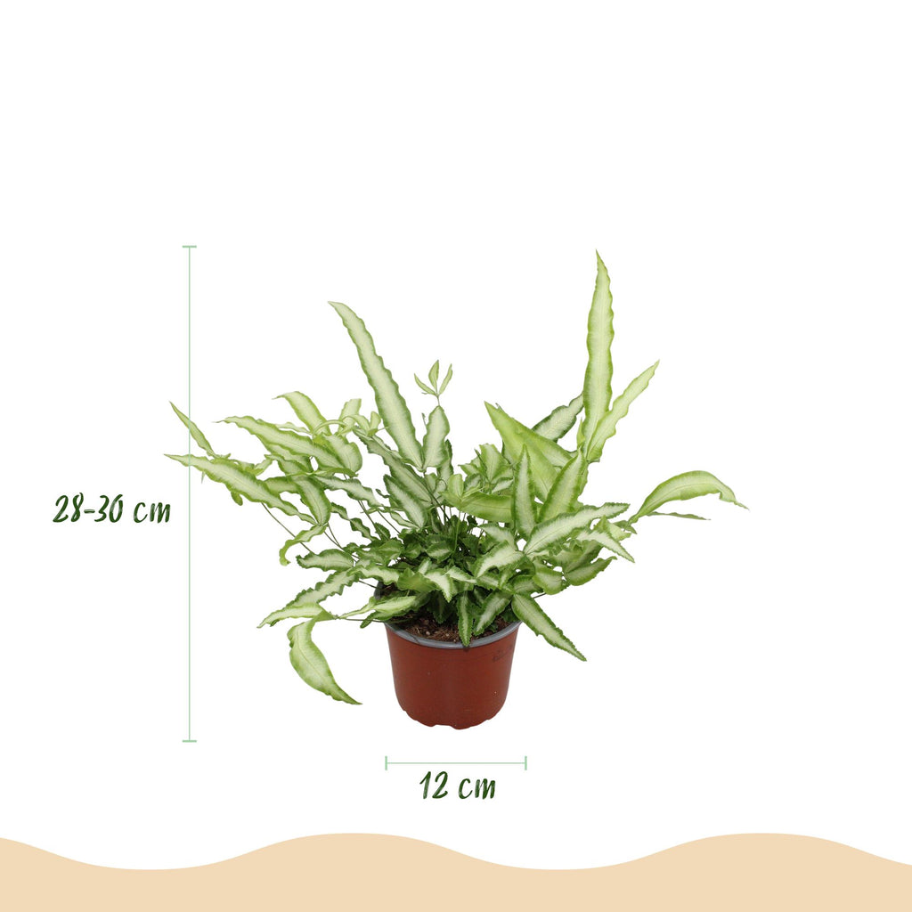 Kamerplant - Pteris cretica Albolineata - Lintvaren - Huisdiervriendelijke Plant - Groen - 1 Plant - met Potter Wit - Pot 12cm - Hoogte 20cm