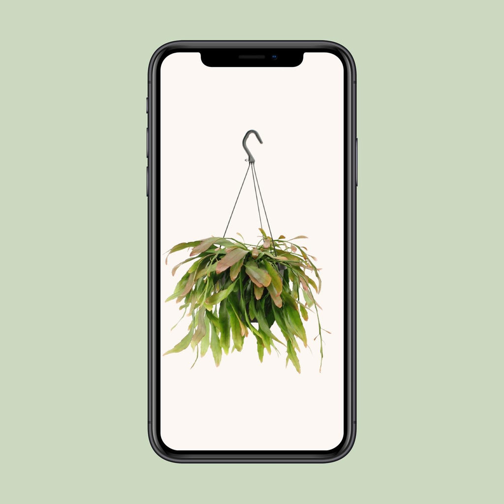 Rhipsalis Red Coral - Ø17cm - ↕25cm
