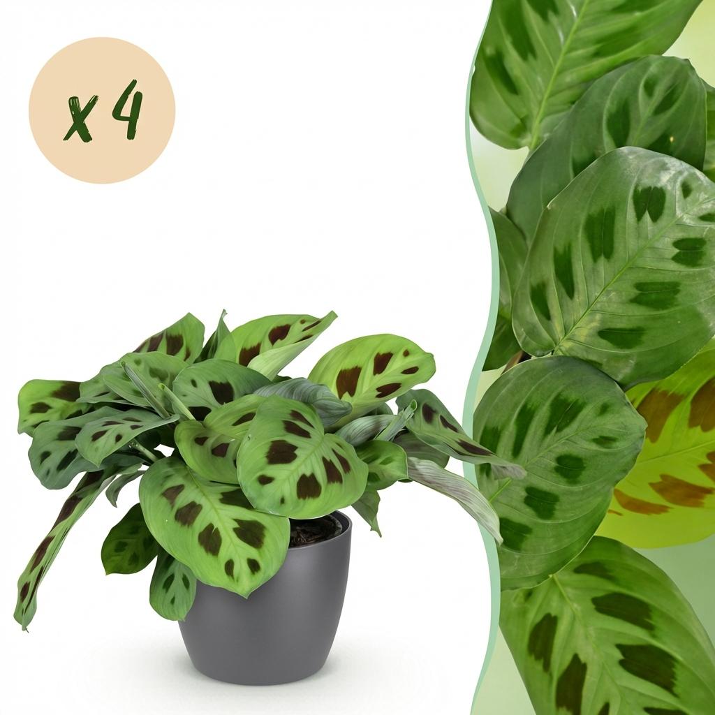 Kamerplant - Maranta Fascinator Kerchoveana - Zebraplant - Huisdiervriendelijke Plant - Groen - 4 Planten - met Potter Grijs - Pot 12cm - Hoogte 25cm