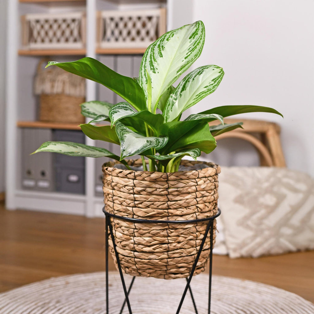 Green is... Kamerplanten - Aglaonema Silver Bay - Zilverblad - Weinig onderhoud - Groen - 2 Planten - Pot 17cm - Hoogte 70-75cm