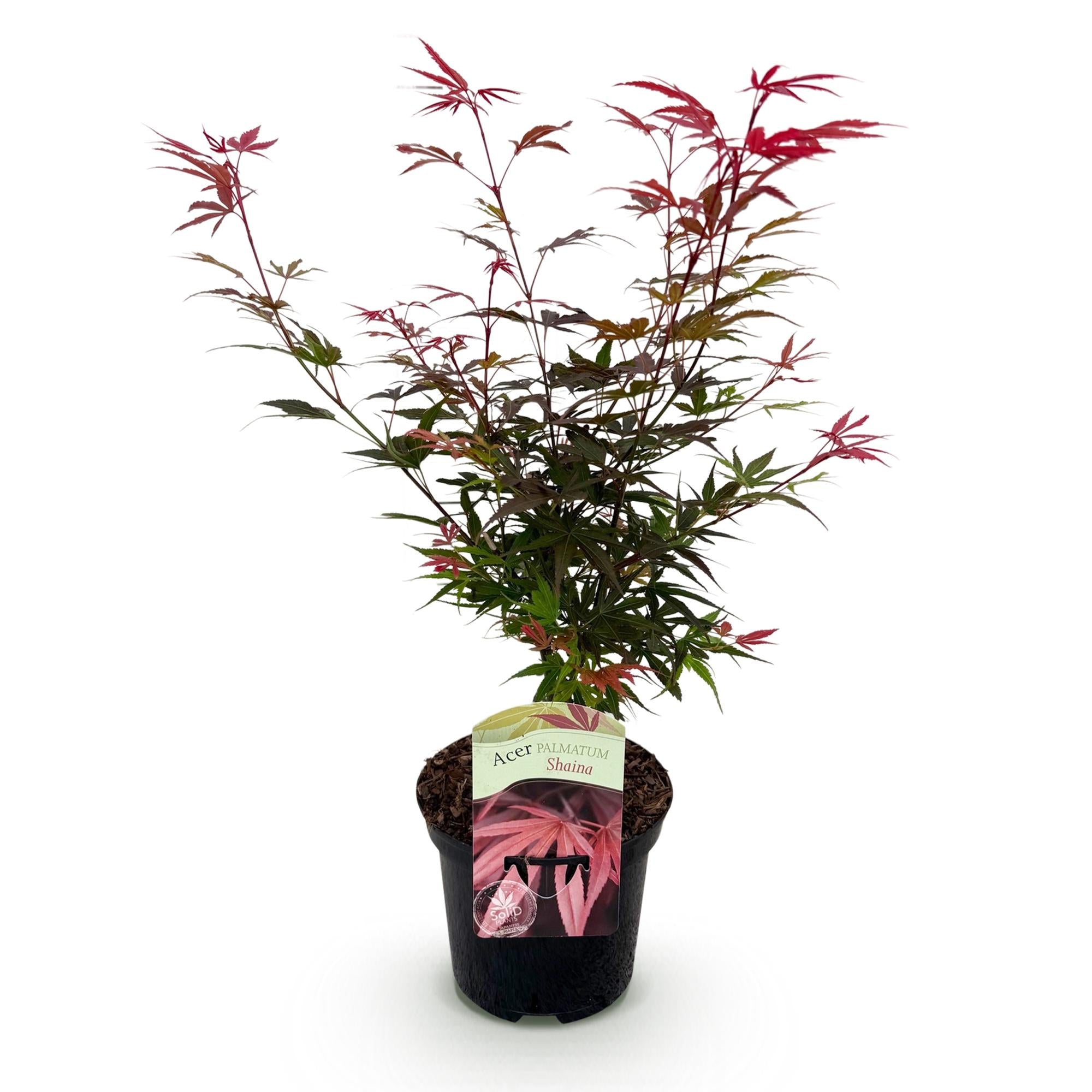 Terrasplant - Japanse Esdoorn - Acer palmatum Shaina - Rood - 1 Plant - Bladverliezend - Pot 19cm Hoogte 70cm