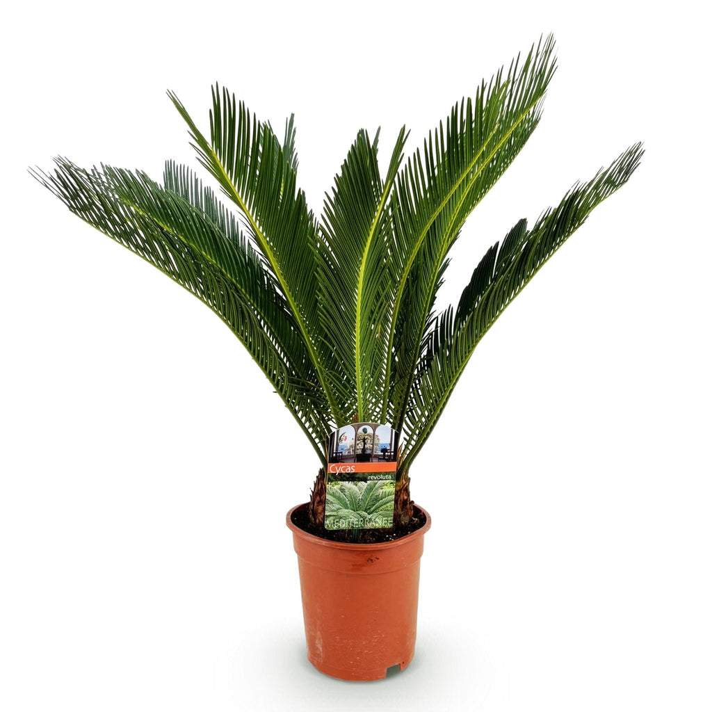 Kamerplant - Cycas revoluta - Palmvaren - Weinig onderhoud - Groen - 1 - Pot 17cm - Hoogte 55-65cm