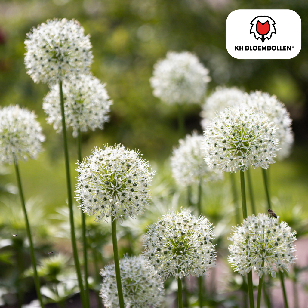Allium Mix bollen 4 stuks