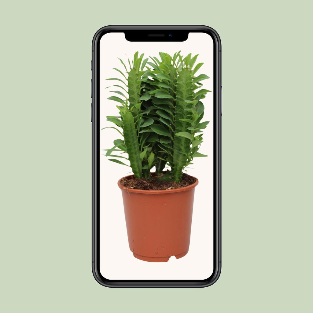 Euphorbia Trigona - Ø12cm - ↕40cm
