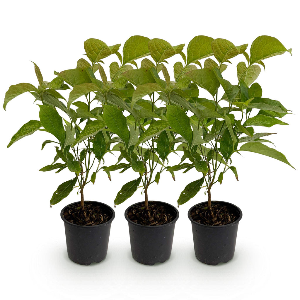 Tuinplant - Cornus mas - Bloem Geel - 3 Planten - Bladverliezend - Weinig Onderhoud - Pot 12cm Hoogte 35cm