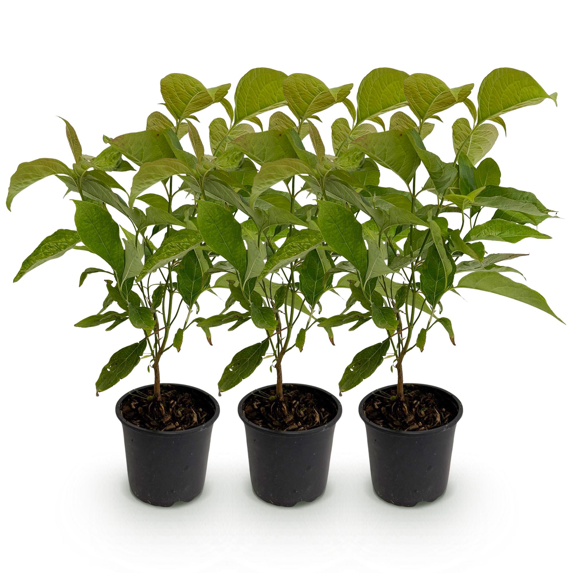 Tuinplant - Cornus mas - Bloem Geel - 3 Planten - Bladverliezend - Weinig Onderhoud - Pot 12cm Hoogte 35cm