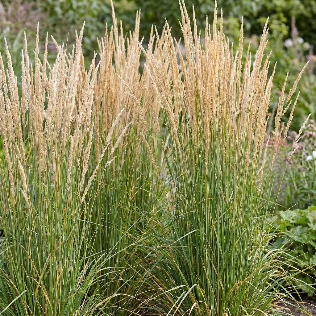 Grassen - Calamagrostis Karl Foerster - Struisriet - Met Pluim - Groen - 1 Plant - Pot 11cm - Hoogte 15-25cm