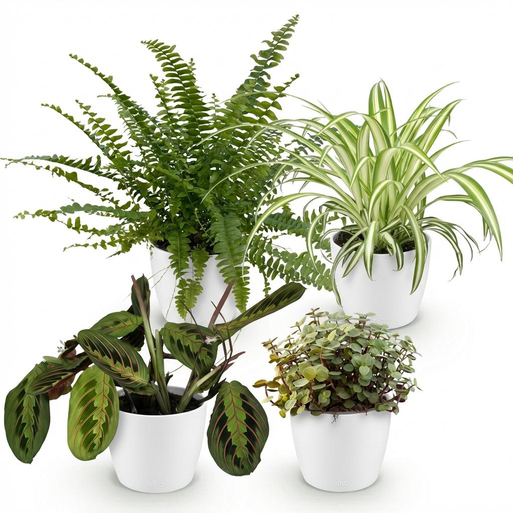 Kamerplant - Chlorophytum - Maranta - Calissia - Nephrolepsis - Mix van 4 - Huisdiervriendelijke Planten - Groen - 4 Planten - met Potter Wit - Pot 12cm - Hoogte 25cm