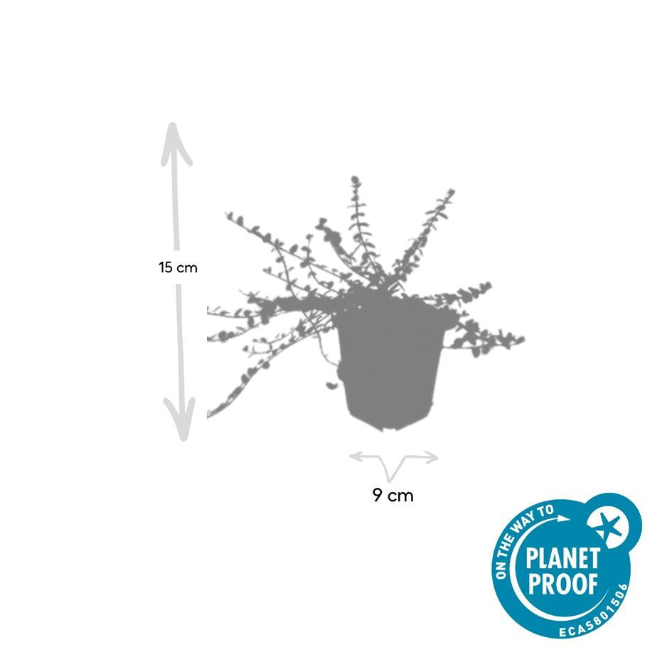 24x Euonymus fort. 'Minimus' - ↕10-25cm - Ø9cm