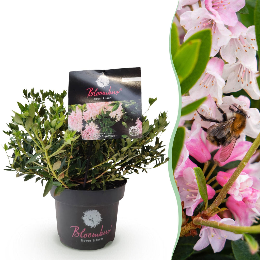 Dwerg Rhododendron - Rhododendron Bloombux Light Pink - Bloeiende Buxus - Weinig Onderhoud - Licht Roze Bloem - 1 Plant - Pot 17cm - Hoogte 30-40cm