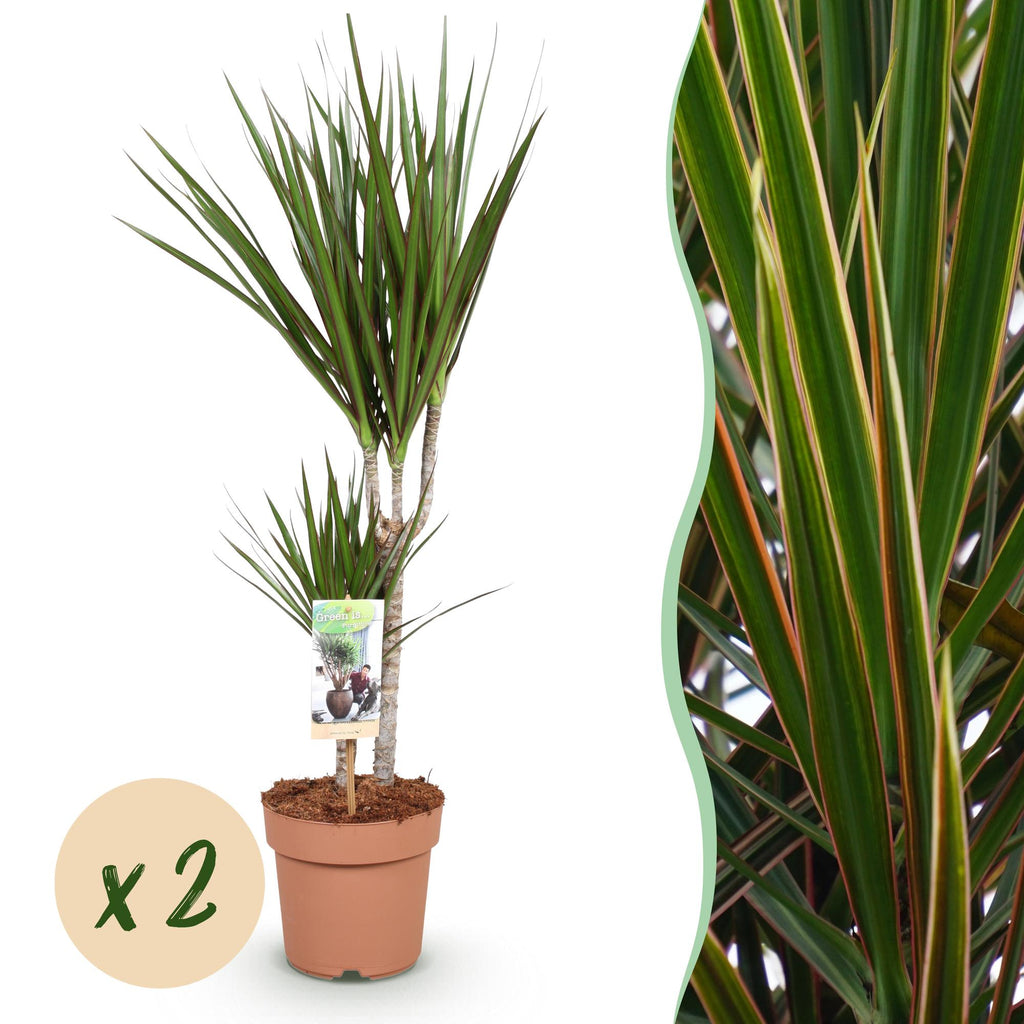 Green is... Kamerplanten - Dracaena Marginata - Drakenbloedboom - Weinig onderhoud - Groen - 2 Planten - Pot 17cm - Hoogte 70-80cm