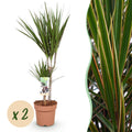 Green is... Kamerplanten - Dracaena Marginata - Drakenbloedboom - Weinig onderhoud - Groen - 2 Planten - Pot 17cm - Hoogte 70-80cm