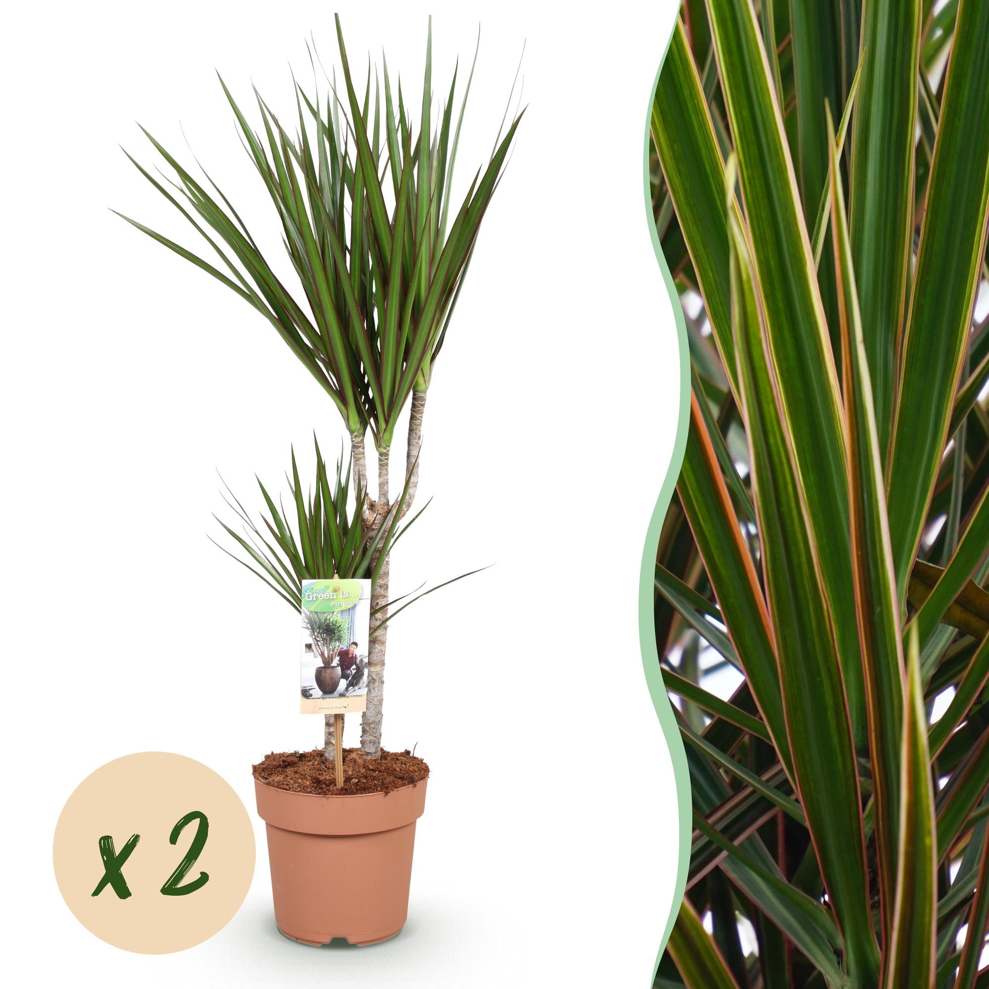 Green is... Kamerplanten - Dracaena Marginata - Drakenbloedboom - Weinig onderhoud - Groen - 2 Planten - Pot 17cm - Hoogte 70-80cm