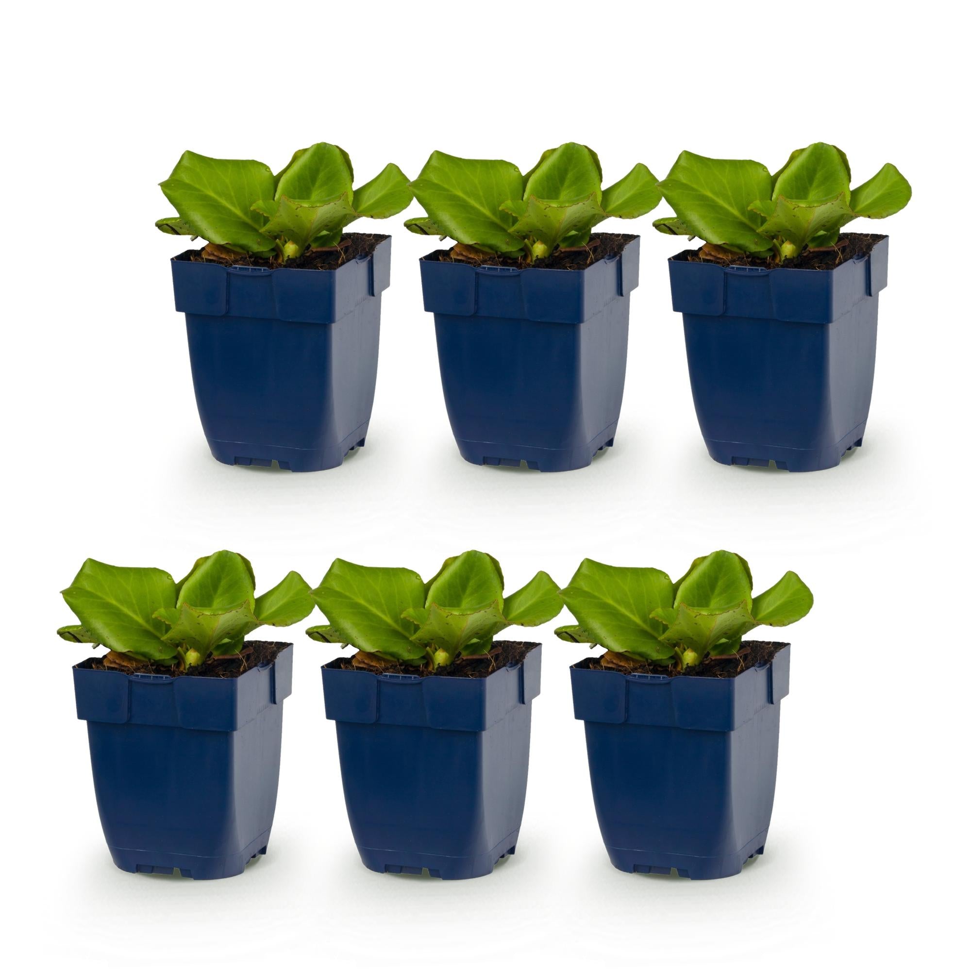 Vasteplant - Bergenia cordifolia - Schoenlappersplant - Schaduw - Roze - 6 Planten - Pot 11cm - Hoogte 15-25cm