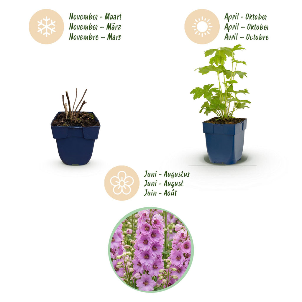 Vasteplant - Delphinium (P) Astolat - Ridderspoor - Bijen en Vlinderlokkers - Roze - 3 Planten - Pot 11cm - Hoogte 15-25cm