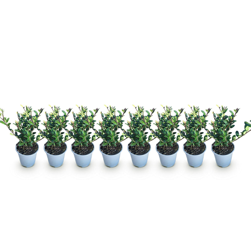 Haagplanten - Ilex crenata Caroline Upright - Blad Groen - 8 Planten - 1 Strekkende Meter - Groenblijvend - Pot 9cm Hoogte 25-30cm