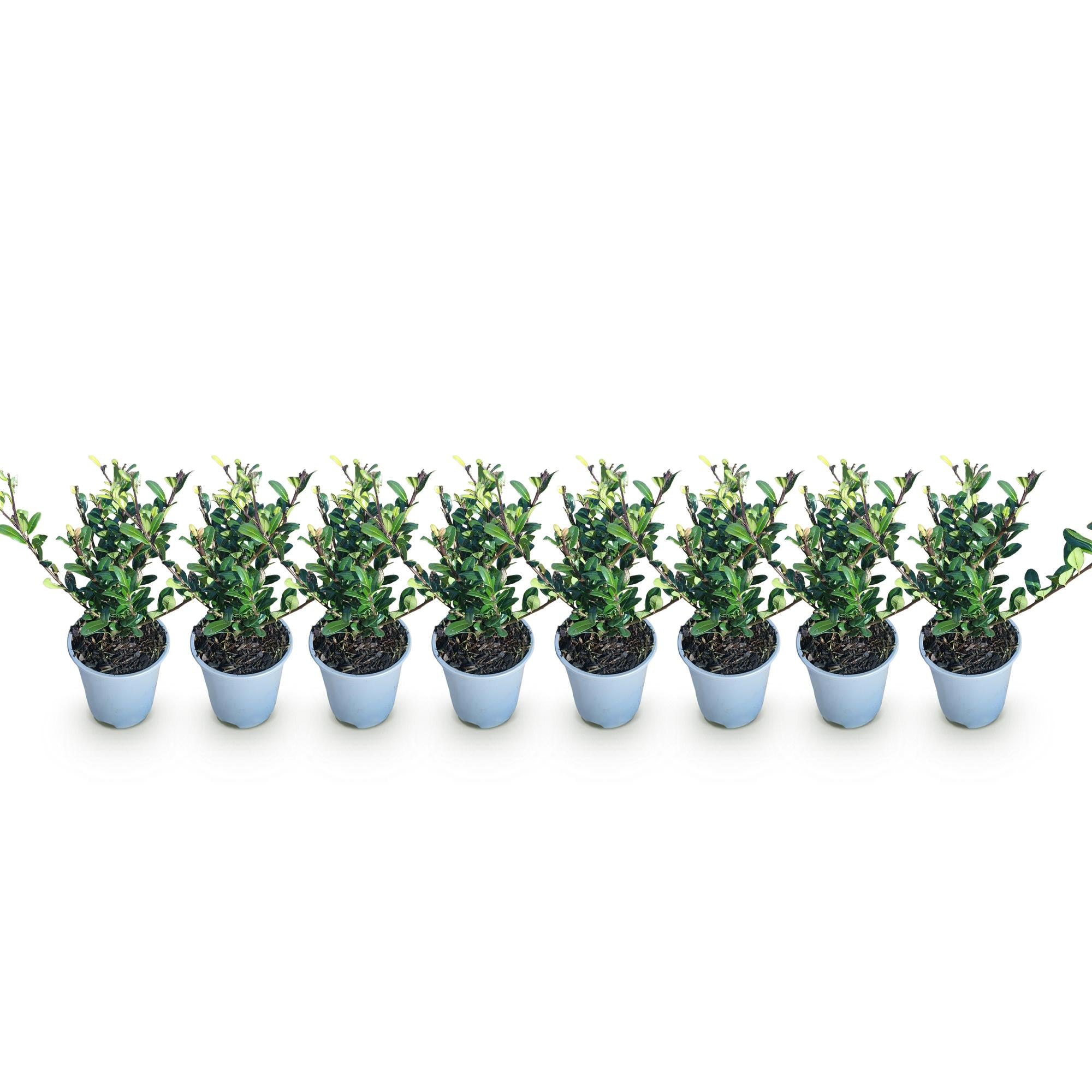 Haagplanten - Ilex crenata Caroline Upright - Blad Groen - 8 Planten - 1 Strekkende Meter - Groenblijvend - Pot 9cm Hoogte 25-30cm