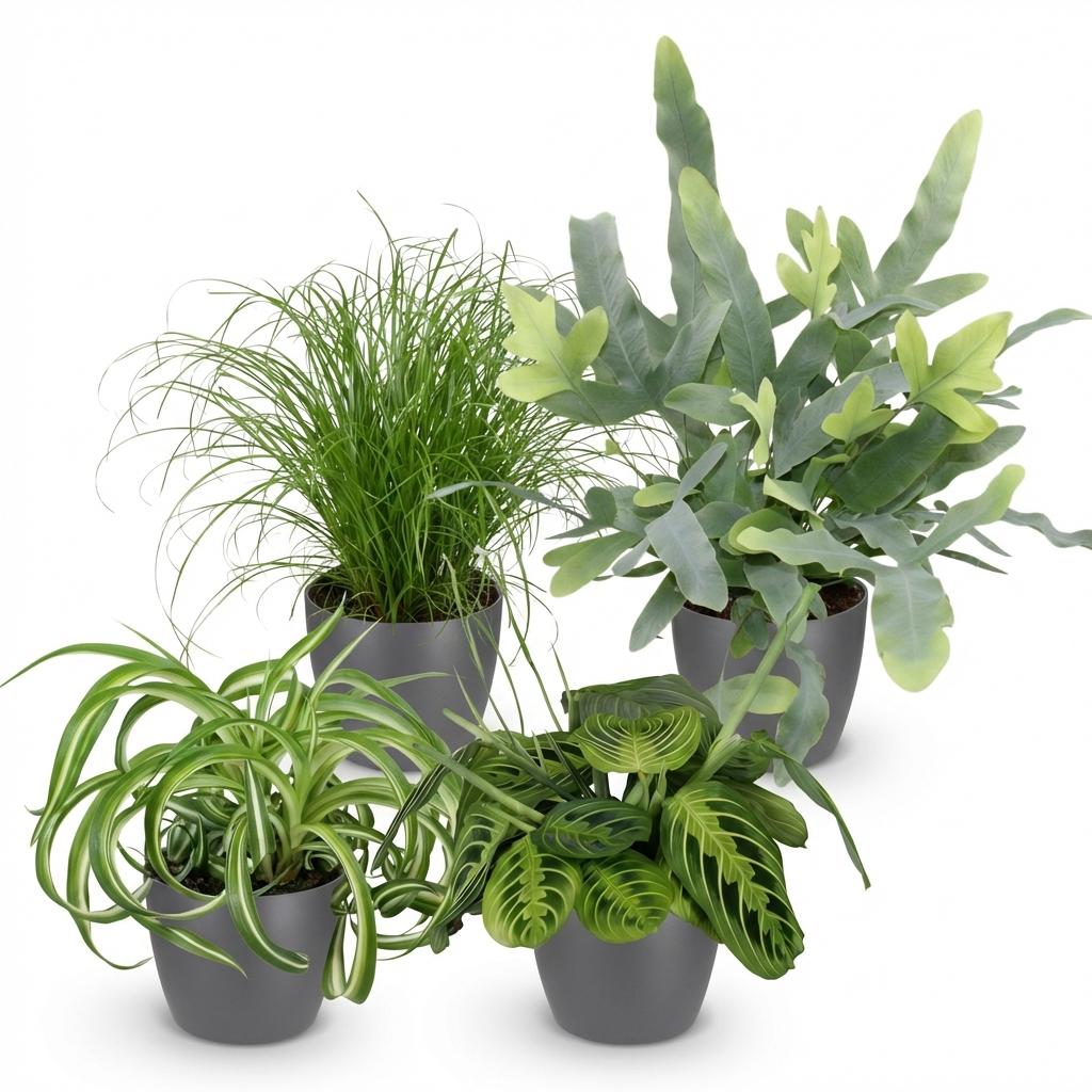 Kamerplant - Chlorophytum - Cyperus - Phlebodium - Marantha - Mix van 4 - Huisdiervriendelijke Planten - Groen - 4 Planten - met Potter Grijs - Pot 12cm - Hoogte 25cm
