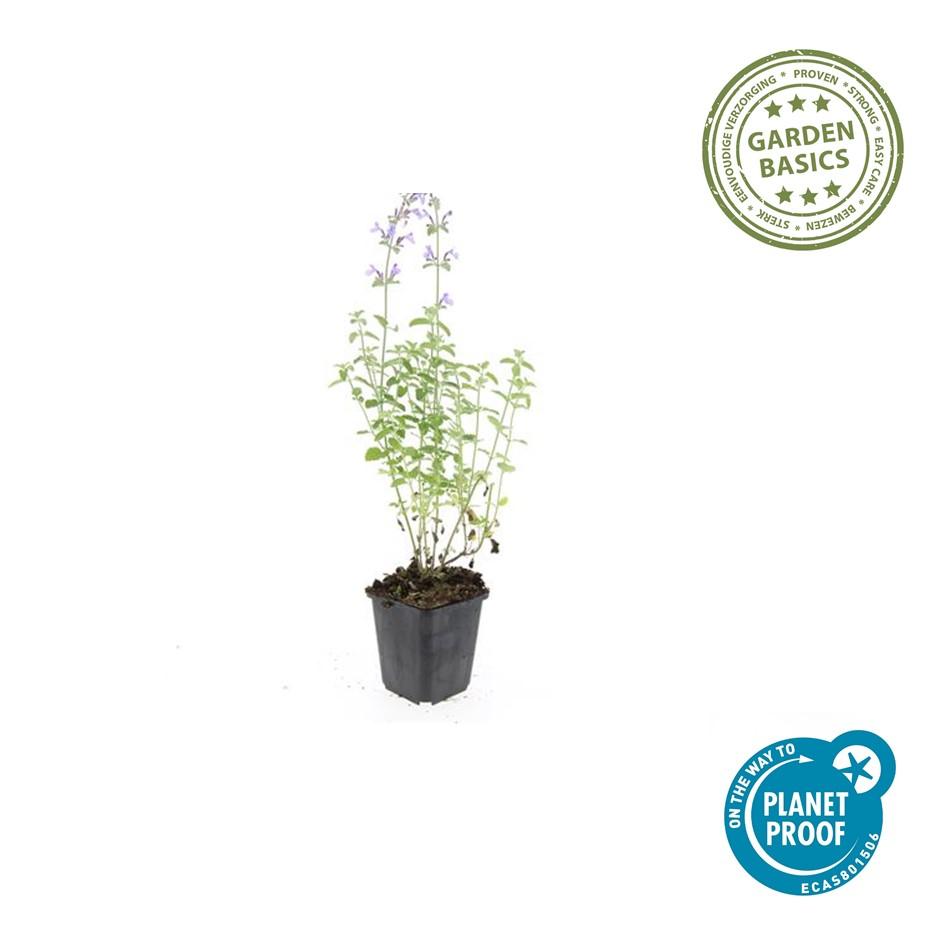 60x Nepeta 'Walker's Low' - ↕10-25cm - Ø9cm