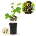 Fruitplant - Zwarte bes - Ribes nigrum Titania - Zwarte Bes - 2 planten -  Pot 11cm Hoogte 40cm
