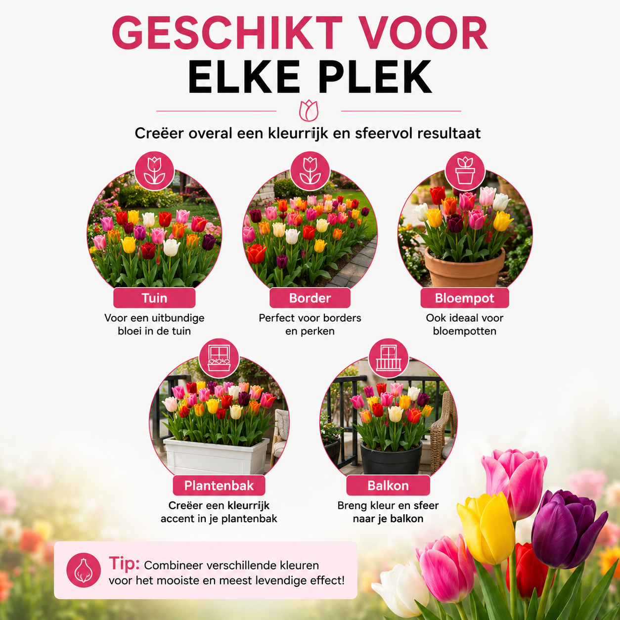 Tulpenbollen Mix - 20 Stuks - Winterhard - Maat 11/12