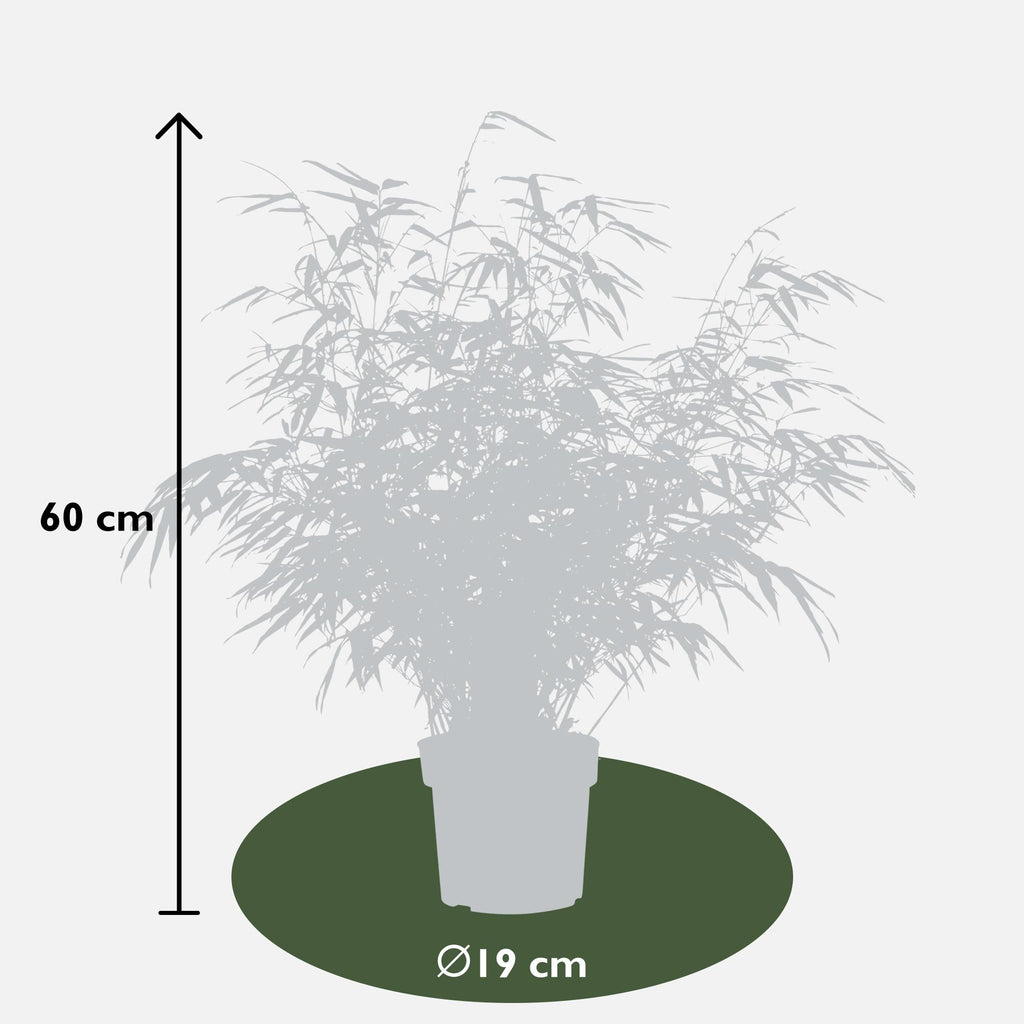 Fargesia rufa - Niet woekerende bamboe - Ø19 - ↨50-60cm