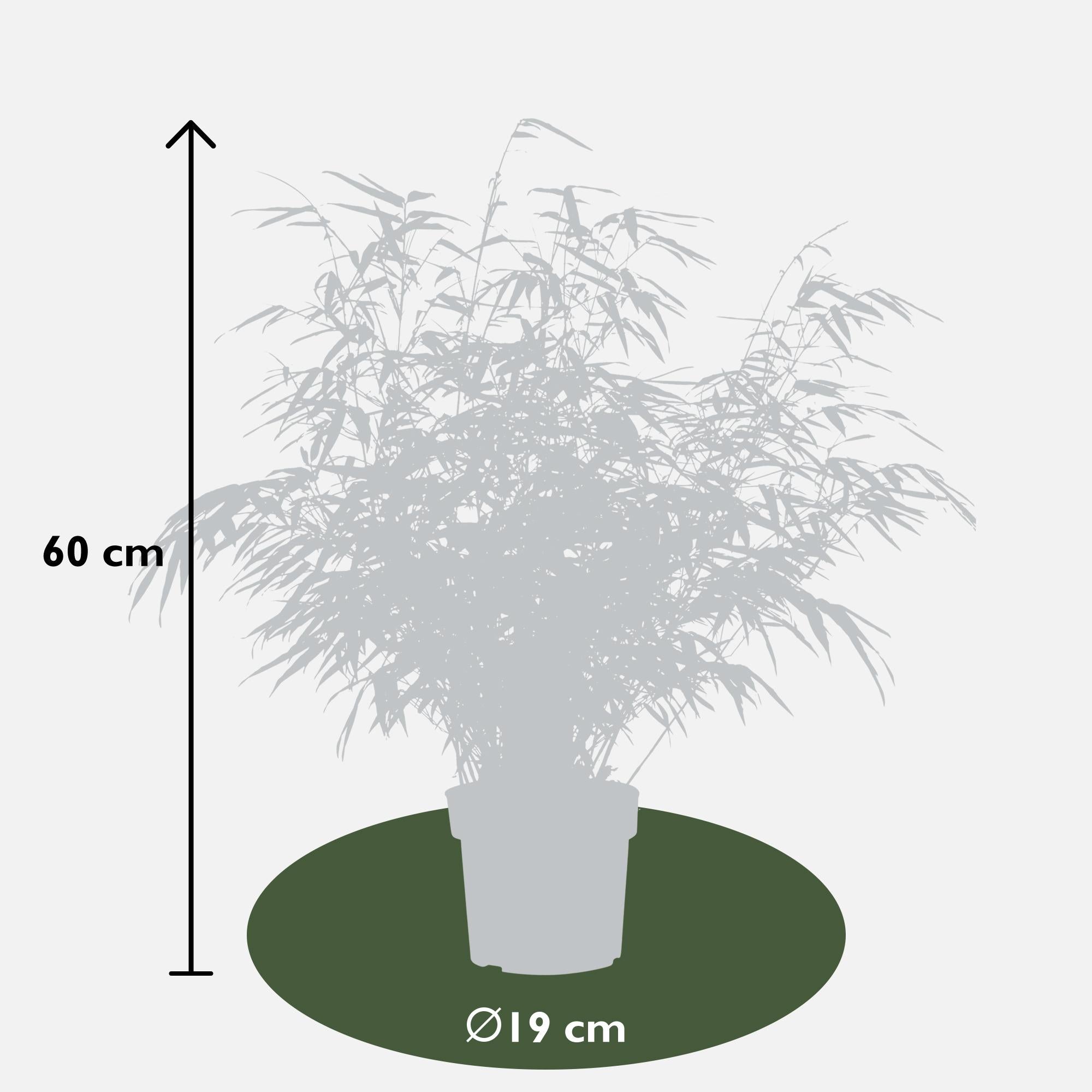Fargesia rufa - Niet woekerende bamboe - Ø19 - ↨50-60cm