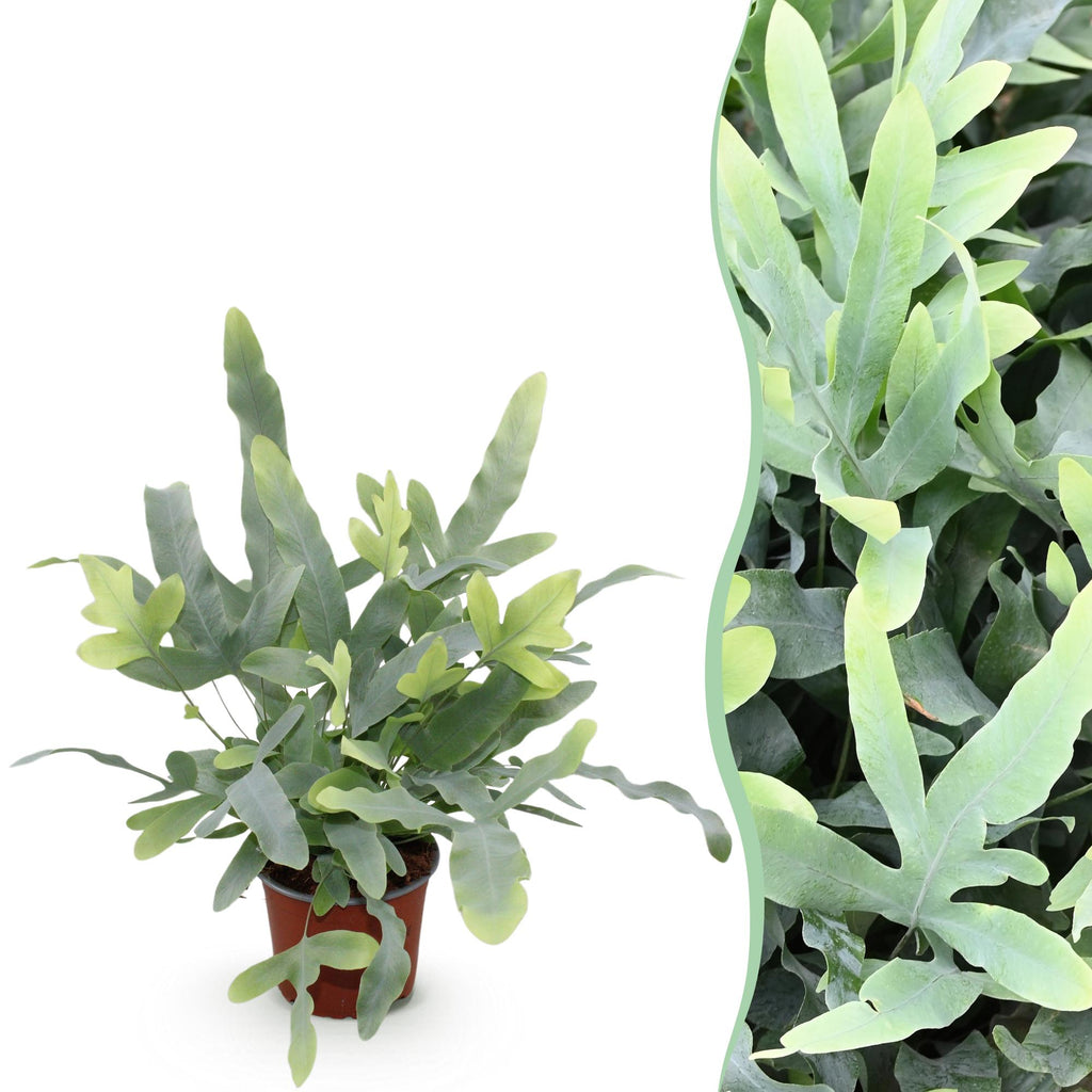 Kamerplant - Phlebodium aureum Blue Star - Blauwe Varen - Huisdiervriendelijke Plant - Blauw - 1 Plant - Pot 12cm - Hoogte 25cm