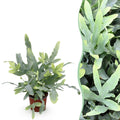 Kamerplant - Phlebodium aureum Blue Star - Blauwe Varen - Huisdiervriendelijke Plant - Blauw - 1 Plant - Pot 12cm - Hoogte 25cm