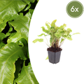 6x Asplenium scolopendrium - ↕10-25cm - Ø9cm