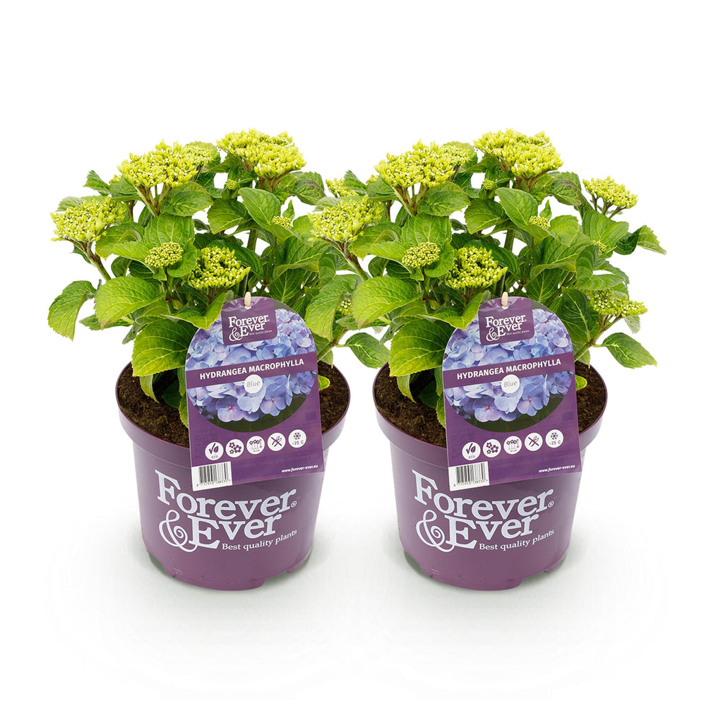 Terrasplant - Hortensia - Hydrangea Forever & Ever - Blauw - 7-12 Bloemen - 2 Planten - Pot 23cm Hoogte 55cm