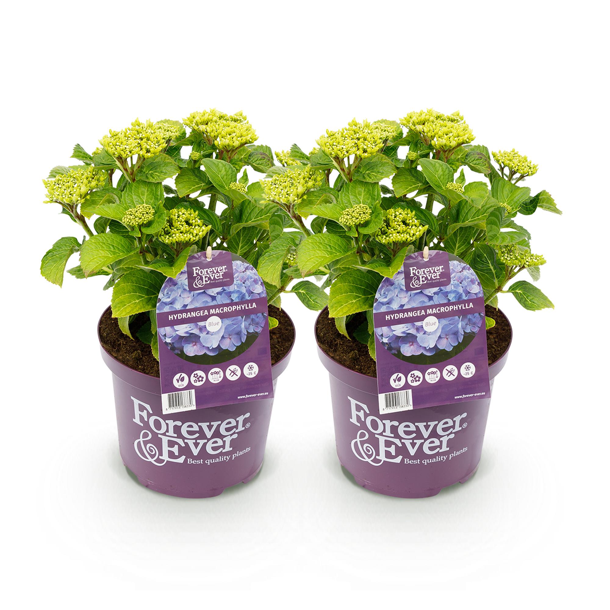 Terrasplant - Hortensia - Hydrangea Forever & Ever - Blauw - 7-12 Bloemen - 2 Planten - Pot 23cm Hoogte 55cm