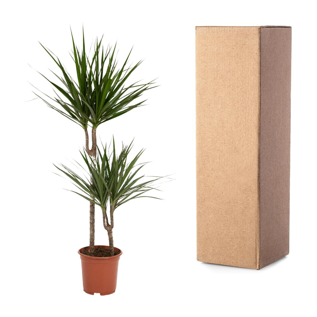 Dracaena Marginata - Ø19cm - ↕100cm