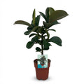 Kamerplant - Rubberplant - Ficus Elastica Cloe - Groen - Weinig onderhoud - 1 Plant - Pot 19cm - Hoogte 65cm