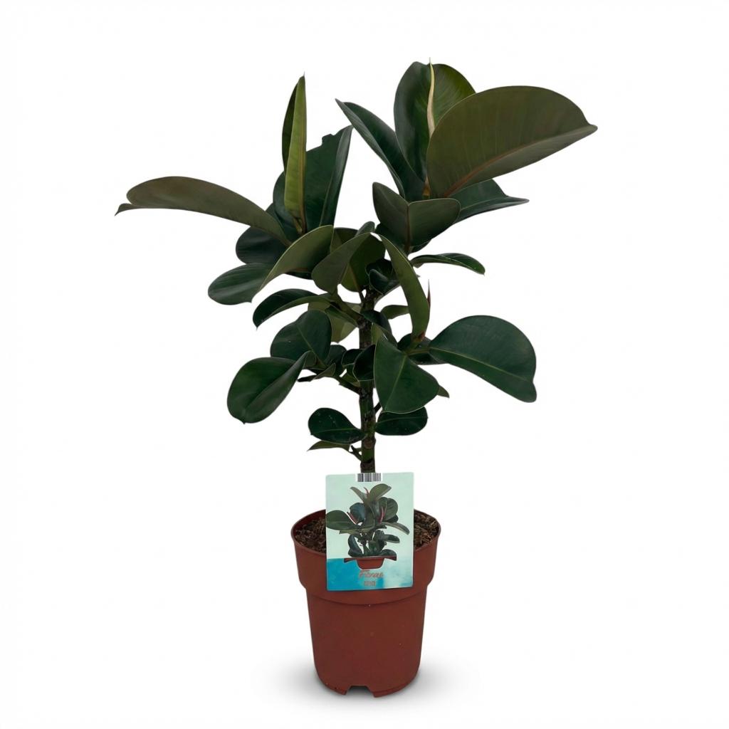 Kamerplant - Rubberplant - Ficus Elastica Cloe - Groen - Weinig onderhoud - 1 Plant - Pot 19cm - Hoogte 65cm