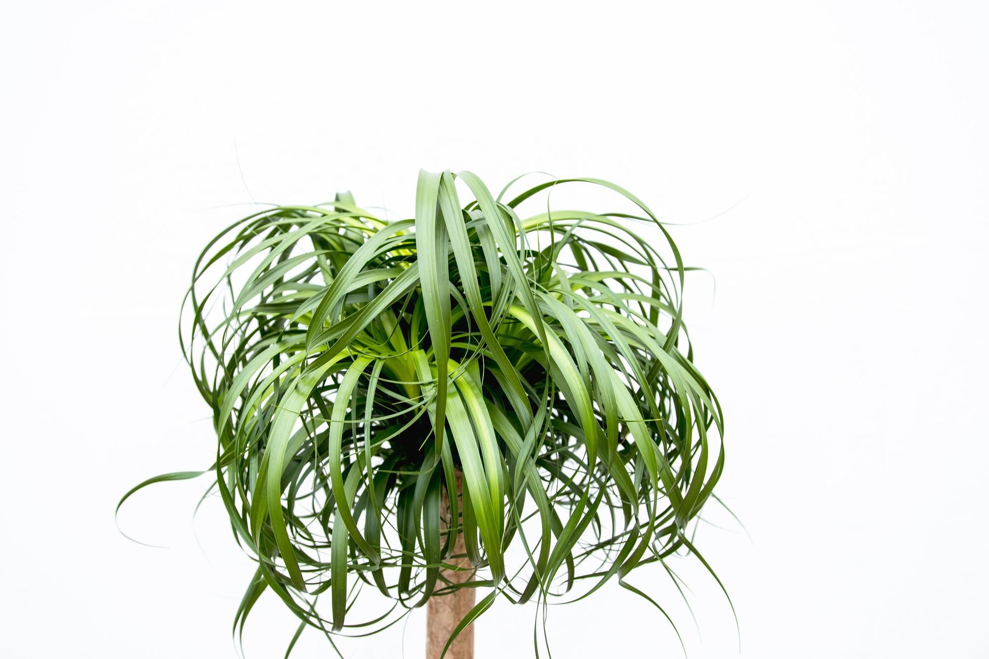 Beaucarnea XXL - 180cm - 180cm