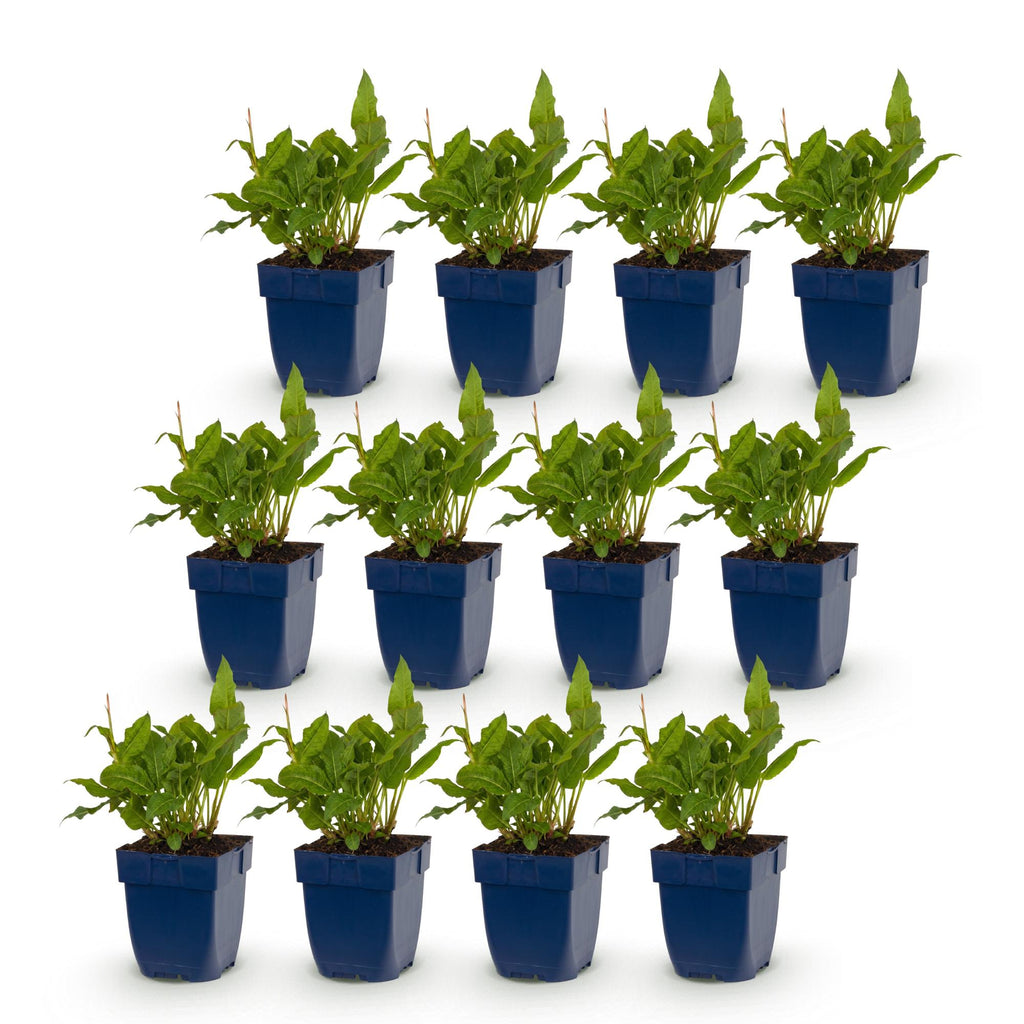 Vasteplant - Persicaria ampl. Rosea - Duizendknoop - Schaduw - Roze - 12 Planten - Pot 11cm - Hoogte 15-25cm