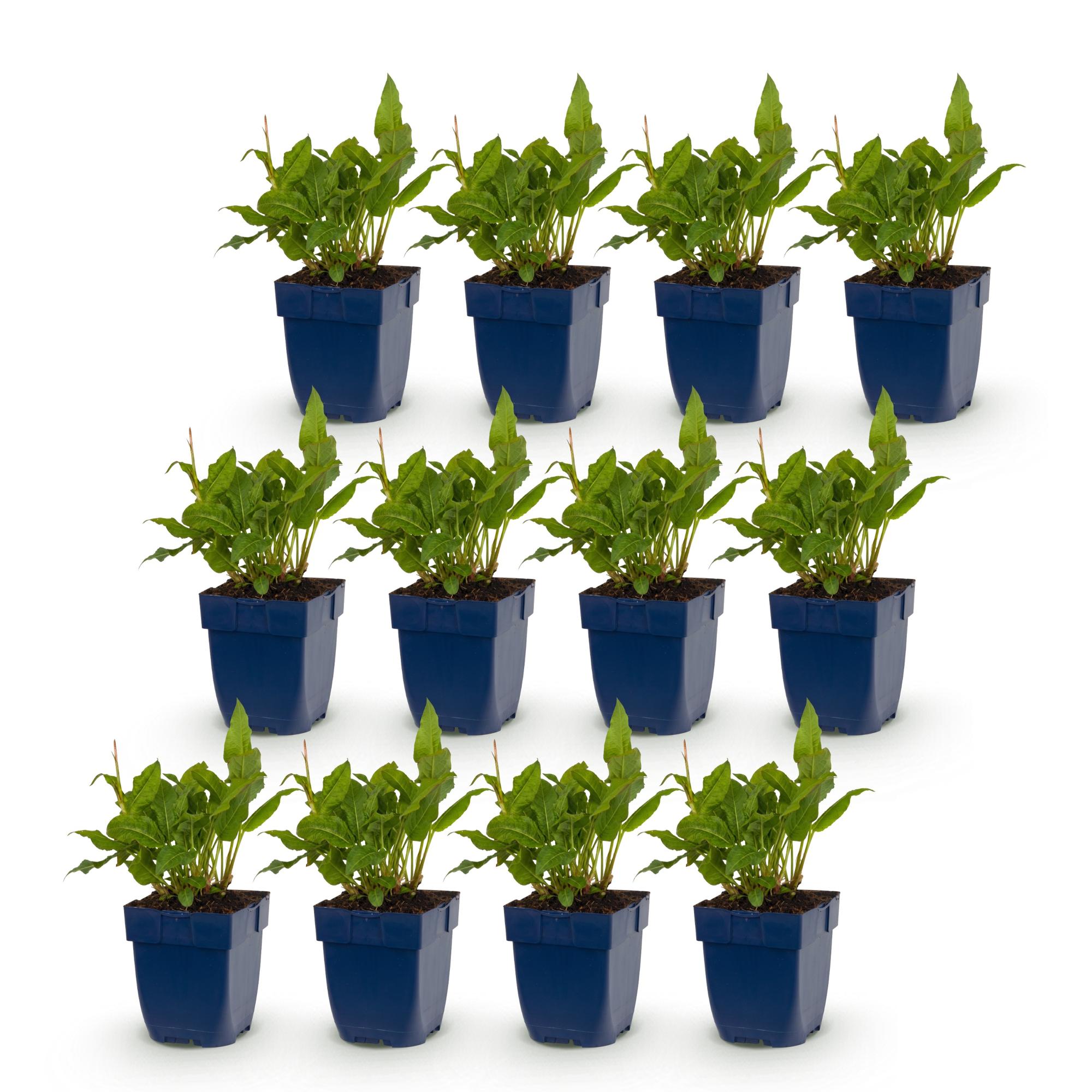 Vasteplant - Persicaria ampl. Rosea - Duizendknoop - Schaduw - Roze - 12 Planten - Pot 11cm - Hoogte 15-25cm