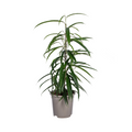 Ficus Binnendijkii Alii Ø17cm - ↕60 - 80cm
