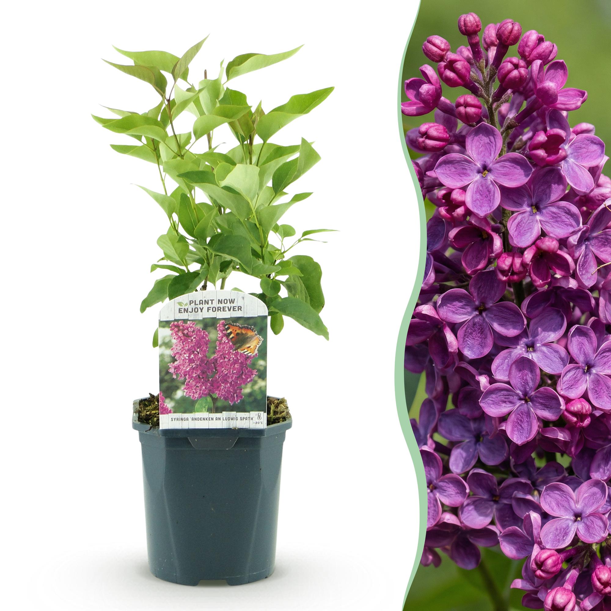 Tuinplant - Syringa vulgaris Ludwig Spath - Gewone Sering - Winterhard - Paars - 1 Plant - Pot 17cm - Hoogte 45cm