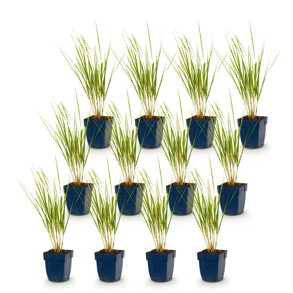 Grassen - Calamagrostis Karl Foerster - Struisriet - Met Pluim - Groen - 12 Planten - Pot 11cm - Hoogte 15-25cm