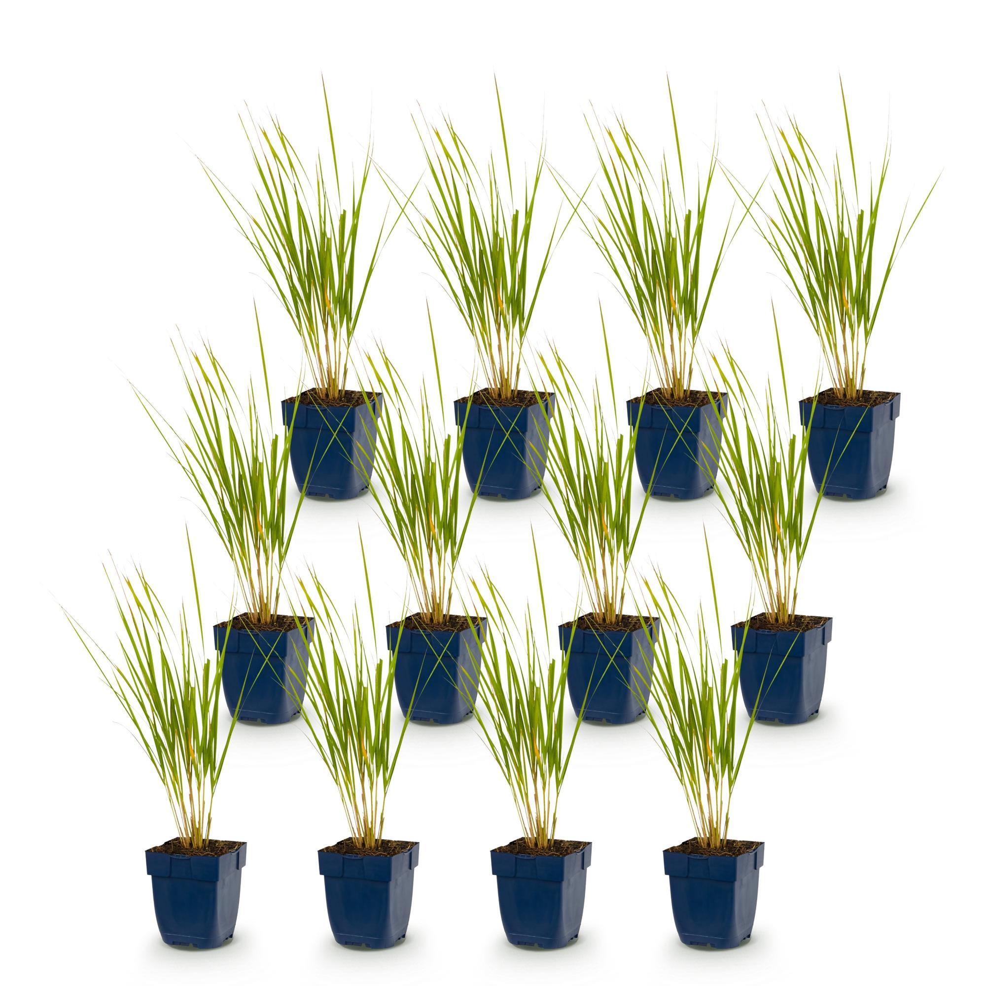 Grassen - Calamagrostis Karl Foerster - Struisriet - Met Pluim - Groen - 12 Planten - Pot 11cm - Hoogte 15-25cm