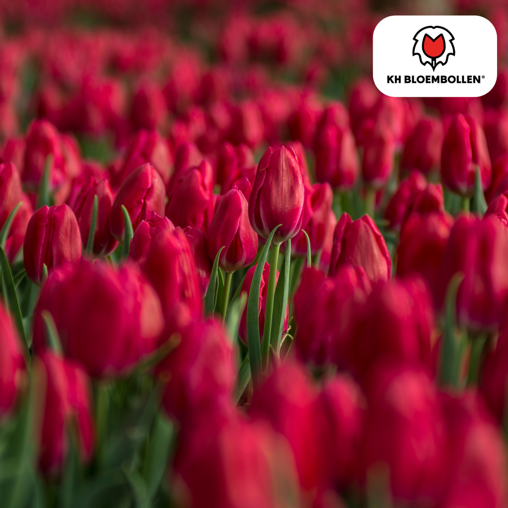 Tulpenbollen Ile de France – 20 Stuks | KH Bloembollen® | Dieprode Tulp – Klassiek, Krachtig & Elegant – Voor Tuin of Pot – Maat 11/12 – Vers van de Teler