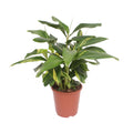 Alpinia Zerumbet Variegata - Ø27cm - ↕80cm
