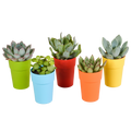 Vetplanten mix 5.5 cm - 5x - in gekleurde plasticpot