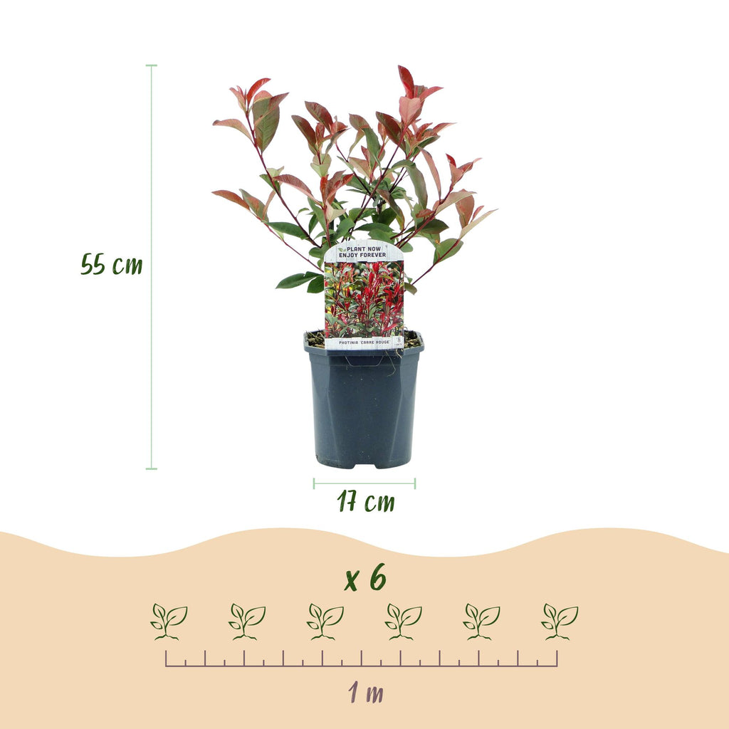 Haagplanten - Photinia fraseri Carre Rouge - groen rood  - 6 planten - 1 strekkende meter - groenblijvend - pot 17cm hoogte 55cm