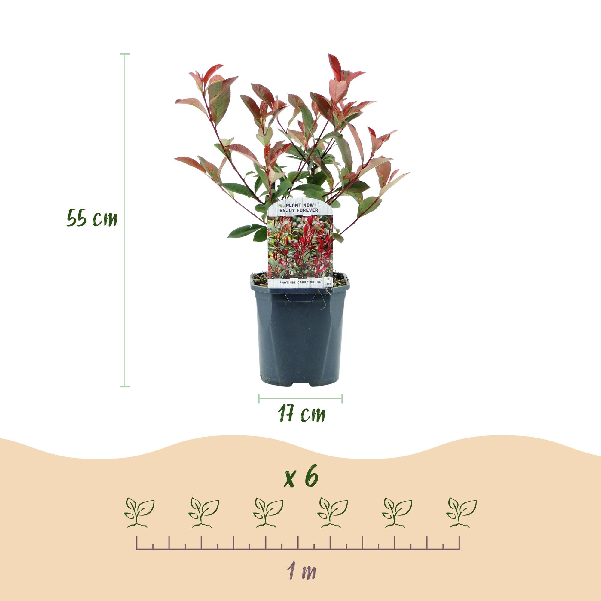 Haagplanten - Photinia fraseri Carre Rouge - groen rood  - 6 planten - 1 strekkende meter - groenblijvend - pot 17cm hoogte 55cm