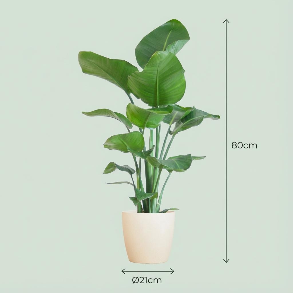 Strelitzia Nicolai met Potter pot wit - 80cm - Ø21